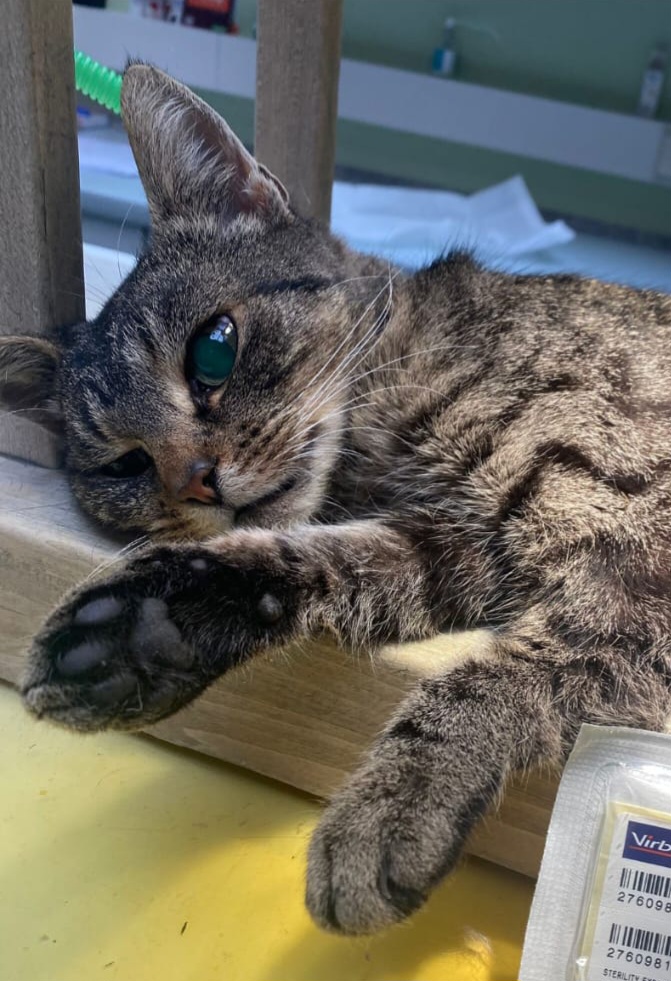 Warum Kastration so wichtig ist...