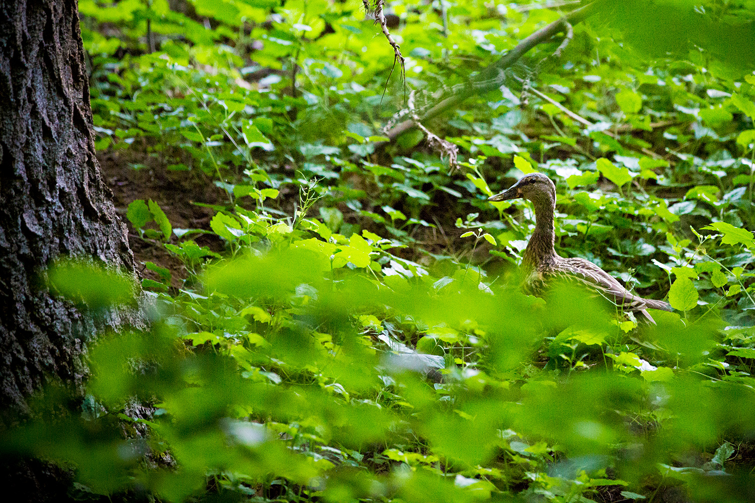 enten 2