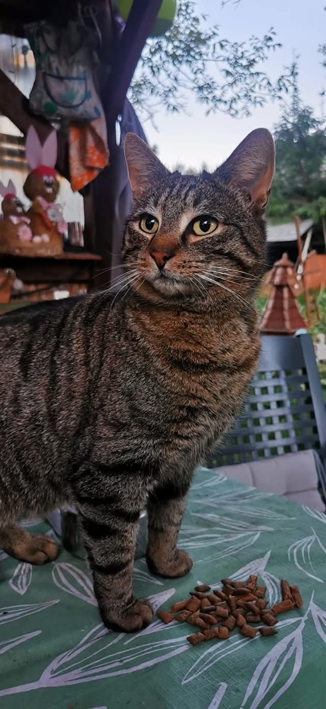 Zugelaufen in Köditz