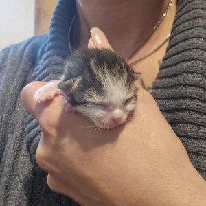 Screenshot_20250729_023419_Gallery