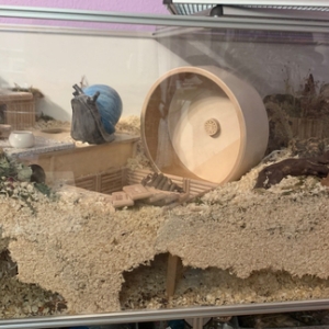 Sonja_MiHa_2--281-29-640w