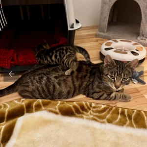 Screenshot_20251026_152115_Chrome