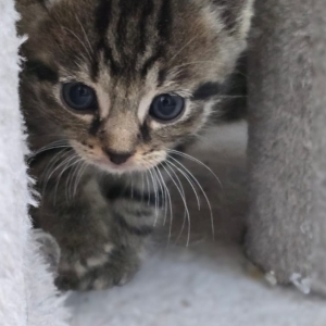 Screenshot_20251026_152126_Chrome