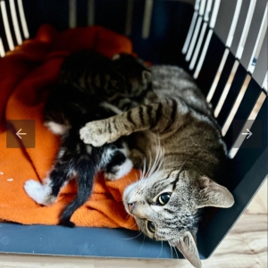 Screenshot_20251026_152132_Chrome