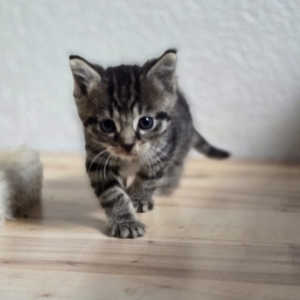 Screenshot_20251026_152140_Chrome