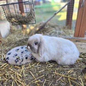 Screenshot_20260223_155531_Gallery