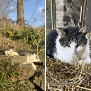 Screenshot_20260210_184946_WhatsApp