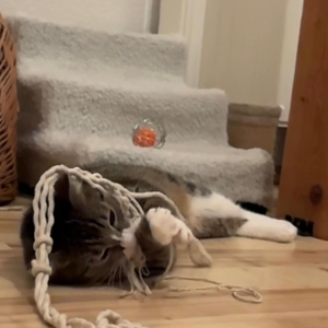 WhatsApp Image 2026-03-03 at 21.59.10