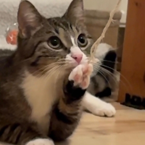 WhatsApp Image 2026-03-03 at 21.59.12b