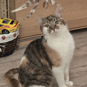 Screenshot_20260331_065841_Gallery