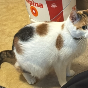 80606